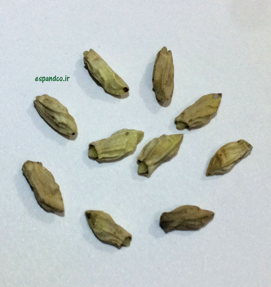  Anchusa italica seed 